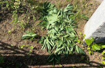 Неизвестные украли пионы с клумбы в Твери