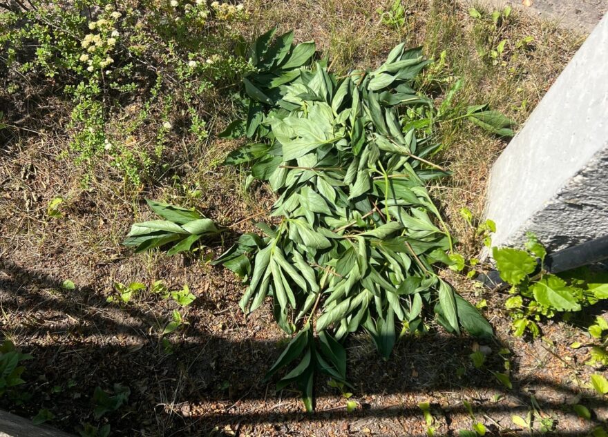 Неизвестные украли пионы с клумбы в Твери