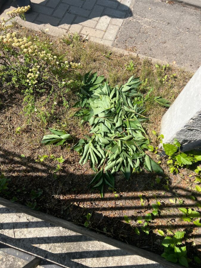 Неизвестные украли пионы с клумбы в Твери