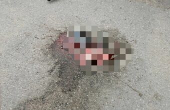 В Твери неизвестные выкинули во дворе трупы овец и ягнёнка В Твери неизвестные выкинули во дворе трупы овец и ягнёнка