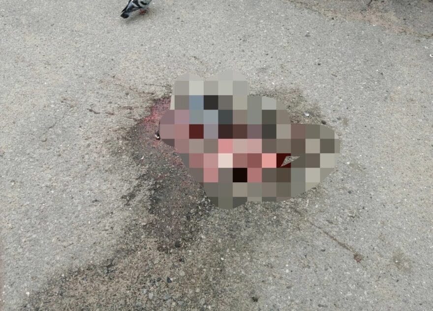 В Твери неизвестные выкинули во дворе трупы овец и ягнёнка В Твери неизвестные выкинули во дворе трупы овец и ягнёнка