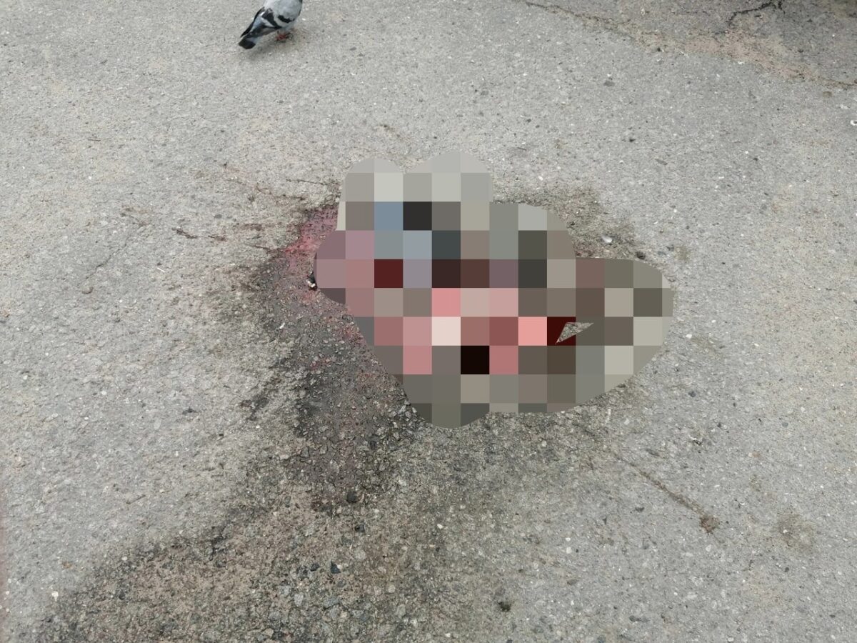 В Твери неизвестные выкинули во дворе трупы овец и ягнёнка