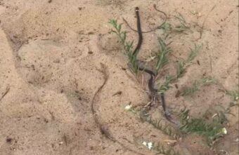 В Тверской области змея забралась в детскую коляску В Тверской области змея забралась в детскую коляску