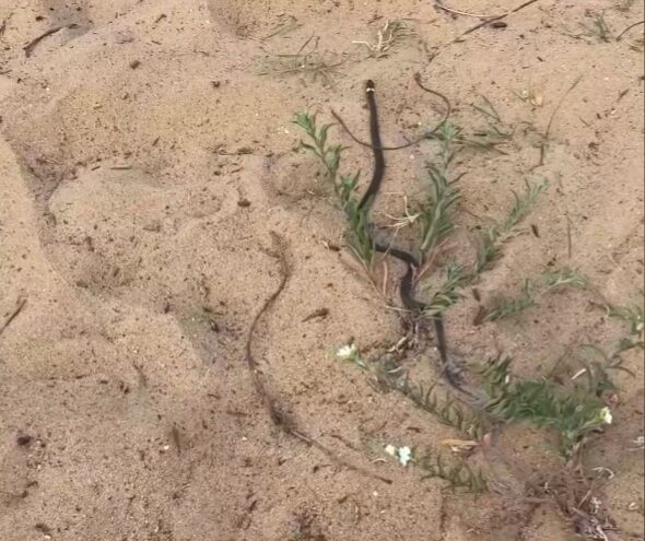 В Тверской области змея забралась в детскую коляску