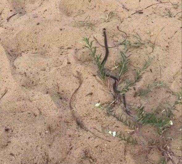 В Тверской области змея забралась в детскую коляску