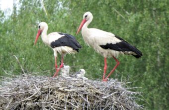 Жительница Тверской области сфотографировала многодетные аистиные семьи Жительница Тверской области сфотографировала многодетные аистиные семьи
