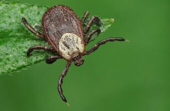 Еще пять человек заболели клещевым боррелиозом в Тверской области Еще пять человек заболели клещевым боррелиозом в Тверской области