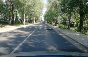 В Твери мама-утка учила утят переходить дорогу