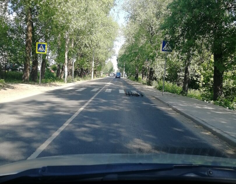 В Твери мама-утка учила утят переходить дорогу