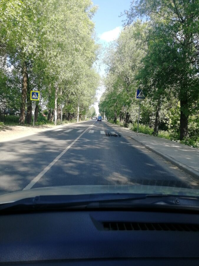 В Твери мама-утка учила утят переходить дорогу
