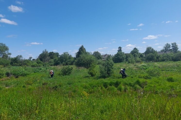 В Андреапольском округе снова началась борьба с борщевиком В Андреапольском округе снова началась борьба с борщевиком