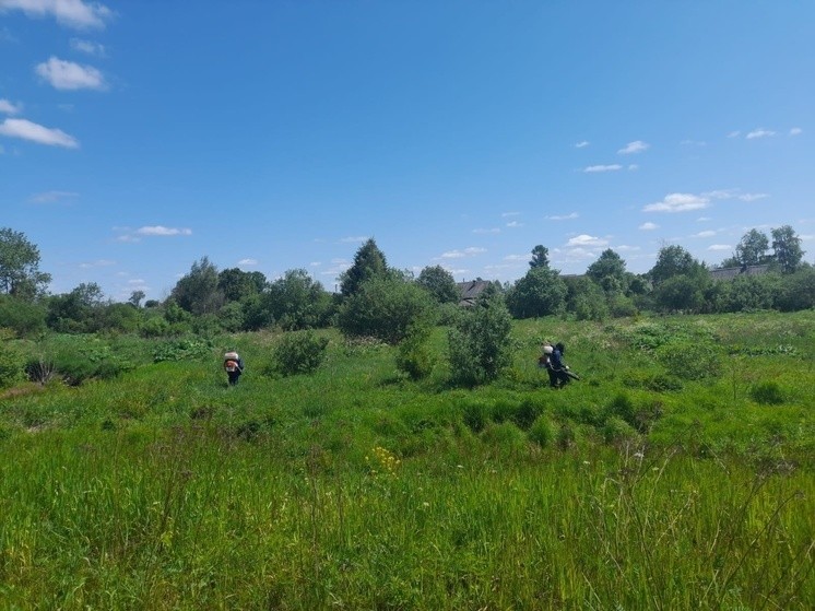 В Андреапольском округе снова началась борьба с борщевиком В Андреапольском округе снова началась борьба с борщевиком