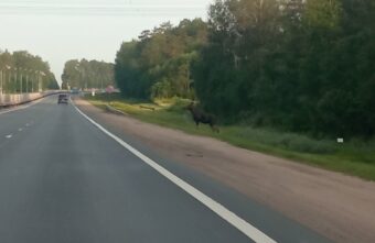 Под Тверью лось несколько часов наблюдал за машинами на трассе Под Тверью лось несколько часов наблюдал за машинами на трассе