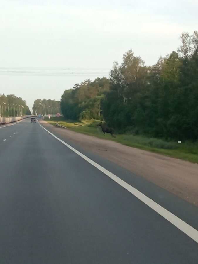 Под Тверью лось несколько часов наблюдал за машинами на трассе