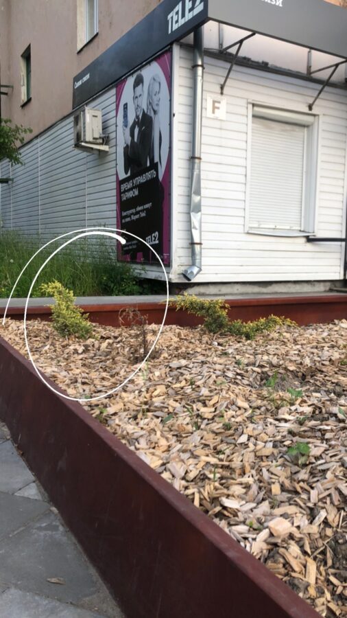 Женщина в маске вернула украденную в Тверской области тую