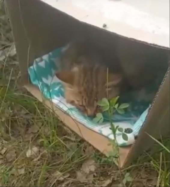 В Твери спасают кота с серьезным переломом челюсти и травмой головы