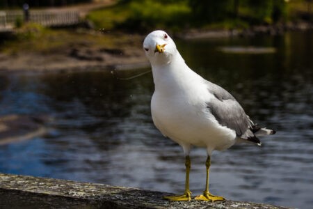 В Тверской области нашли заразных чаек В Тверской области нашли заразных чаек