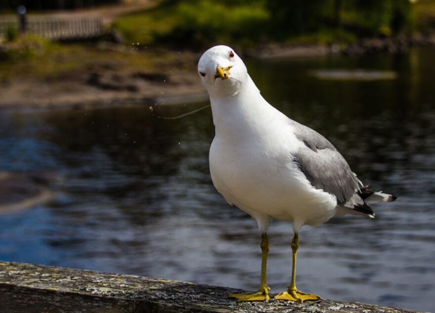 В Тверской области нашли заразных чаек