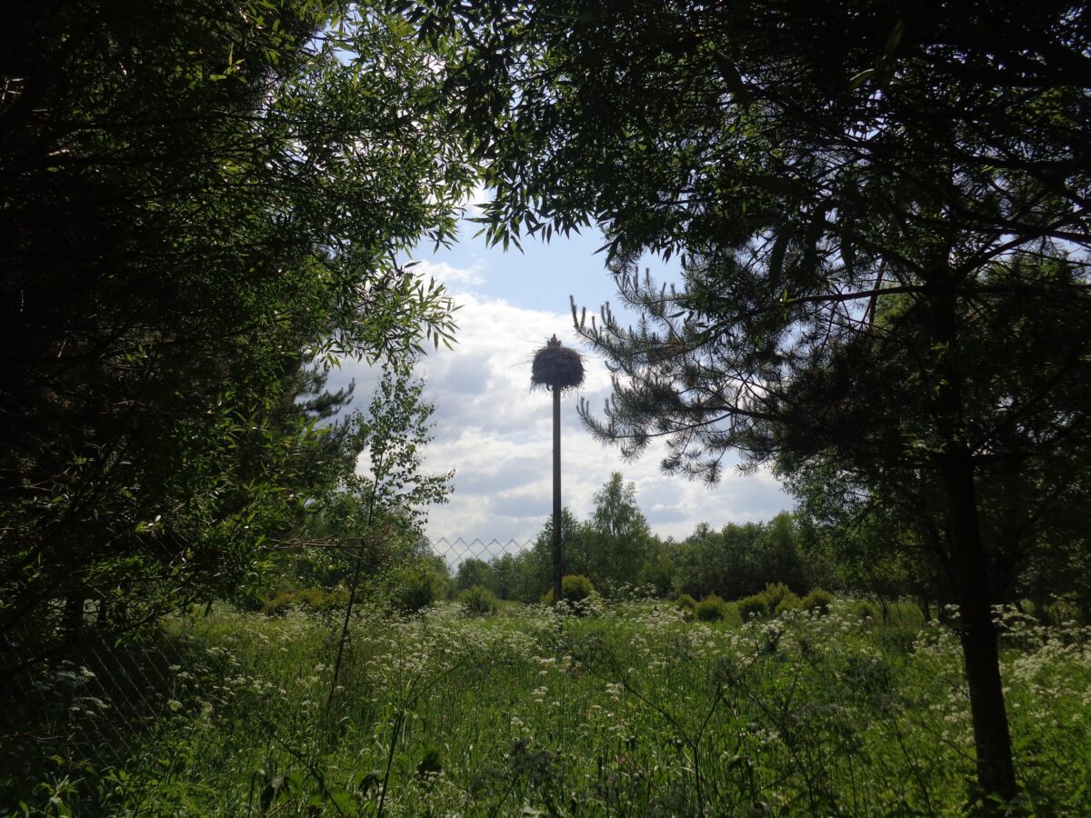 Со второй попытки у аистов в Тверской области появились птенцы