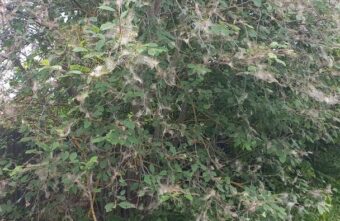 Странные гусеницы продолжают атаковать деревья в Тверской области