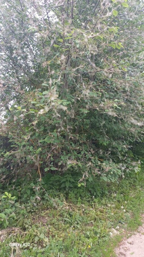 Странные гусеницы продолжают атаковать деревья в Тверской области