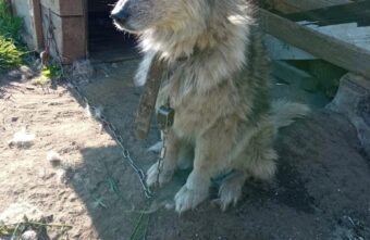 В Тверской области спасают собаку, которую чуть не убили хозяева