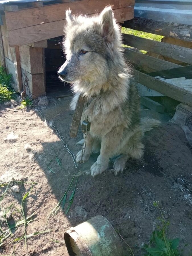 Собака попала в дтп