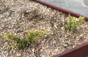 Женщина в маске вернула украденную в Тверской области тую Женщина в маске вернула украденную в Тверской области тую