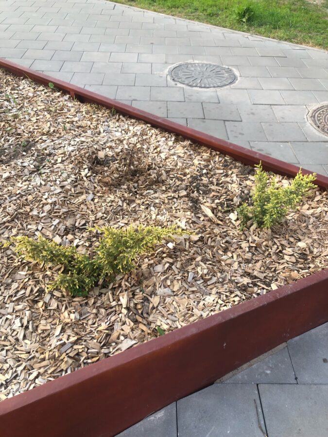 Женщина в маске вернула украденную в Тверской области тую Женщина в маске вернула украденную в Тверской области тую