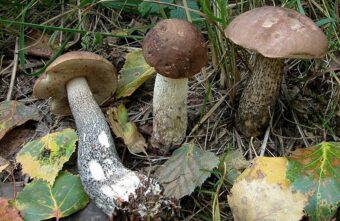 Жители Тверской области удачно открыли грибной сезон