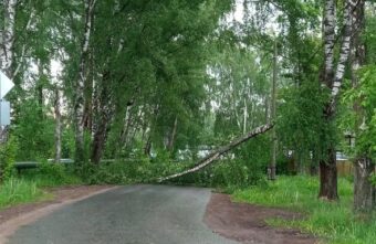 Жители Тверской области оказались в дорожной блокаде из-за упавших деревьев Жители Тверской области оказались в дорожной блокаде из-за упавших деревьев