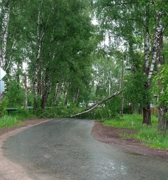 Жители Тверской области оказались в дорожной блокаде из-за упавших деревьев Жители Тверской области оказались в дорожной блокаде из-за упавших деревьев