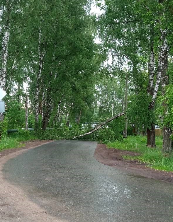 Жители Тверской области оказались в дорожной блокаде из-за упавших деревьев