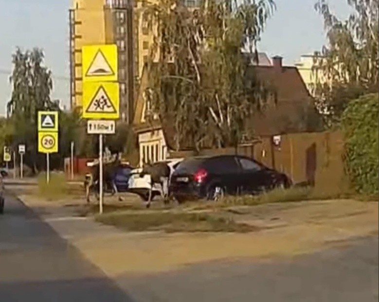 Сразу два диких зверя пробежали по улицам Твери