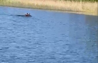 На базе отдыха в Тверской области встретили живого медведя На базе отдыха в Тверской области встретили живого медведя