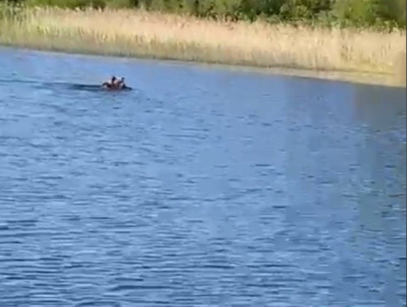 На базе отдыха в Тверской области встретили живого медведя