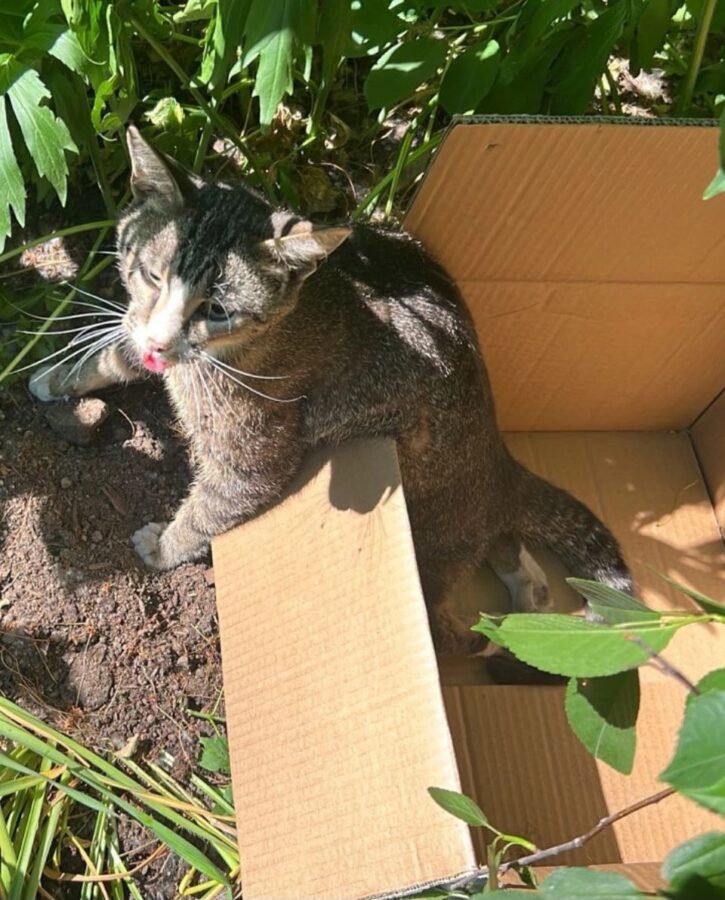 В Твери ищут волонтеров для доставки сбитой кошки к врачу