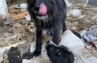 На заброшенной ферме в Тверской области сидят взаперти щенки и мама