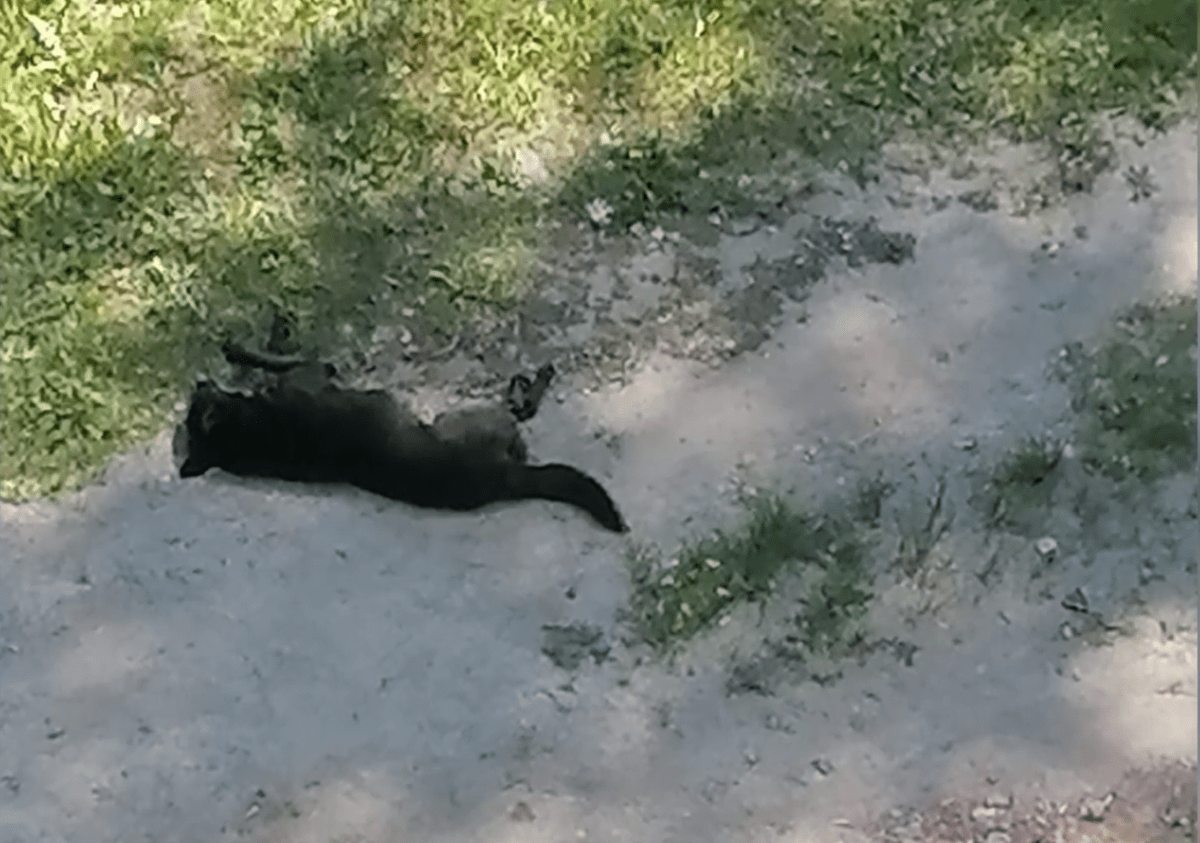 В городе Тверской области неизвестные убивают бездомных собак