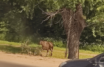 Лось пробежал возле больницы в Твери Лось пробежал возле больницы в Твери