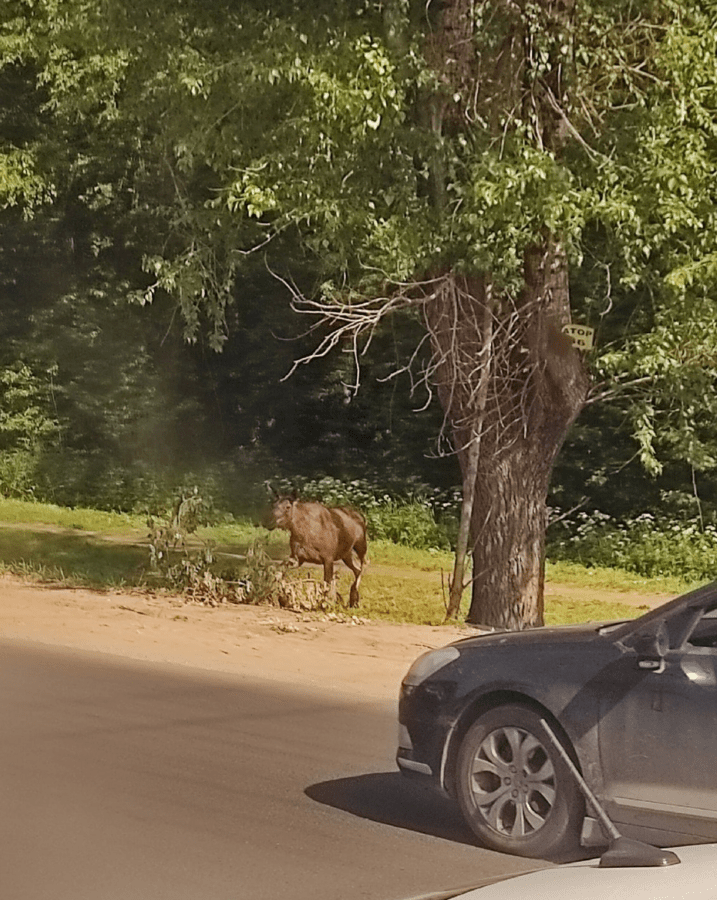 Лось пробежал возле больницы в Твери