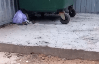 Тверские помойки заполонили крысы