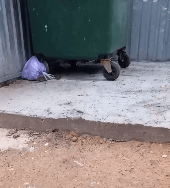 Тверские помойки заполонили крысы