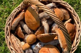 В лесах Тверской области очень много грибов