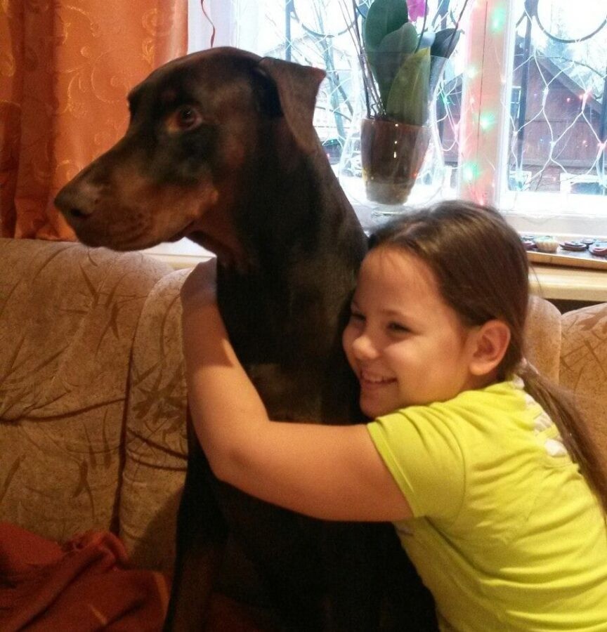 Жители Тверской области просят помочь найти шоколадного добермана за вознаграждение