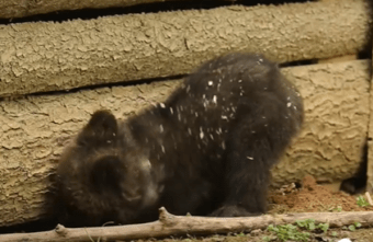 Маленькая медведица делает подкоп в Тверской области   Маленькая медведица делает подкоп в Тверской области