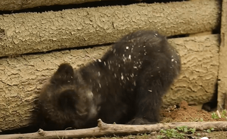 Маленькая медведица делает подкоп в Тверской области  