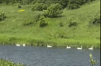 В Торжке сняли на видео семь прекрасных лебедей