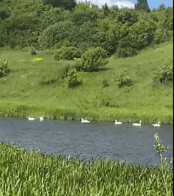 В Торжке сняли на видео семь прекрасных лебедей