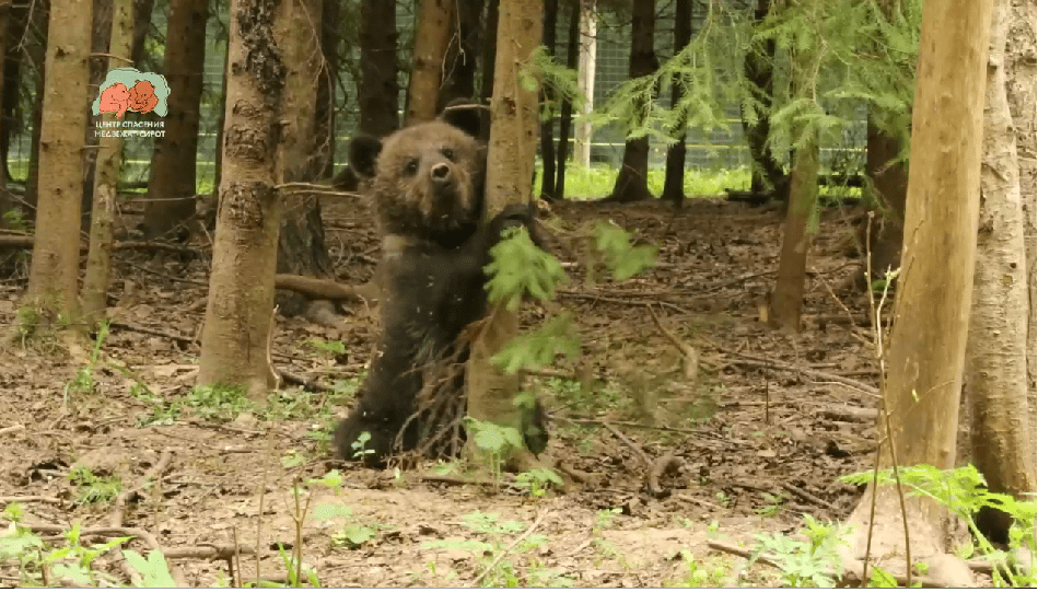 Это можно смотреть бесконечно: в Тверской области вышло новое медвежье видео
